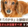 愛犬がパテラ（膝蓋骨脱臼）と診断されたら！飼い主さんが注意することは？【動物看護師が解説】