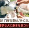 「愛犬が薬を飲まない」薬が苦手な犬に上手に飲ませるコツと工夫【動物看護師が解説】