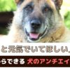 愛犬にはずっと元気でいて欲しい！飼い主さんができる犬のアンチエイジング【動物看護師が解説】