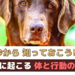 今から知っておこう！老犬になると現れる「体と心と行動の変化」【動物看護師が解説】