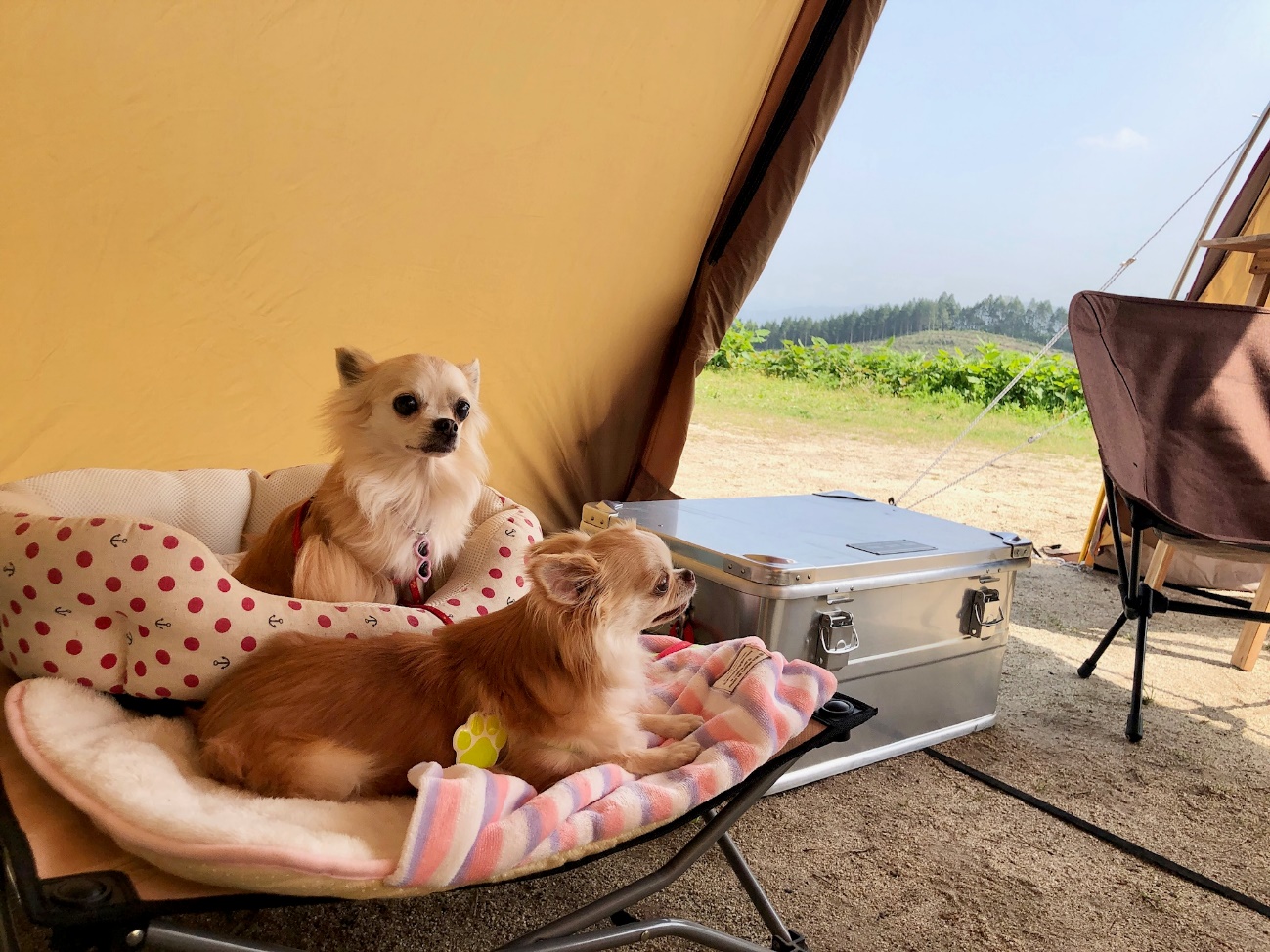 犬 と 遊べる テーマ パーク 九州