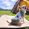 愛犬と初めてのキャンプ！楽しく過ごすために気を付けるべき７つのこと