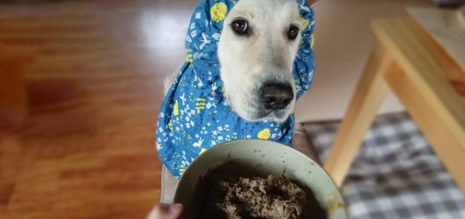 全国のドッグカフェ 犬 同伴okの飲食店をクチコミ ランキングで検索 イヌトミィ 全国のドッグカフェ 犬 同伴okの飲食店をクチコミ ランキングで検索 イヌトミィ