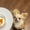 【犬用アイデアレシピ！】水切りヨーグルトとフルーツで作る簡単カップケーキ