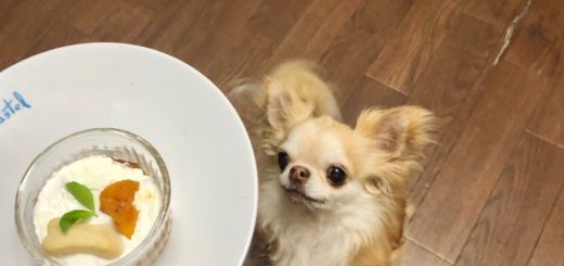 全国のドッグカフェ 犬 同伴okの飲食店をクチコミ ランキングで検索 イヌトミィ 全国のドッグカフェ 犬 同伴okの飲食店をクチコミ ランキングで検索 イヌトミィ