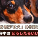 「愛犬が雷を怖がる」対処法は？留守中はどうしたらいいの？【動物看護師が解説】