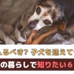 シニア犬との暮らしで知っておきたい6つのこと～ペット保険や新住犬について～【動物看護師が解説】