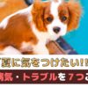 「夏に気をつけたい」犬の病気・トラブルを７つご紹介【動物看護師が解説】