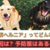 「椎間板ヘルニア」ってどんな病気？原因や予防策はあるの？【動物看護師が解説】