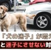 「夏は犬の迷子が増える？！」迷子の原因と対策は？【動物看護師が解説】