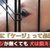 愛犬との暮らしにケージって必要？ケージが無くても犬は飼えるの？【動物看護師が解説】