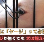 愛犬との暮らしにケージって必要？ケージが無くても犬は飼えるの？【動物看護師が解説】