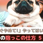 「今すぐ止めて！」やってはいけない犬の抱っこの仕方【動物看護師が解説】