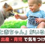 「犬と赤ちゃんがいる生活」妊娠・出産・育児で気をつけること【動物看護師が解説】