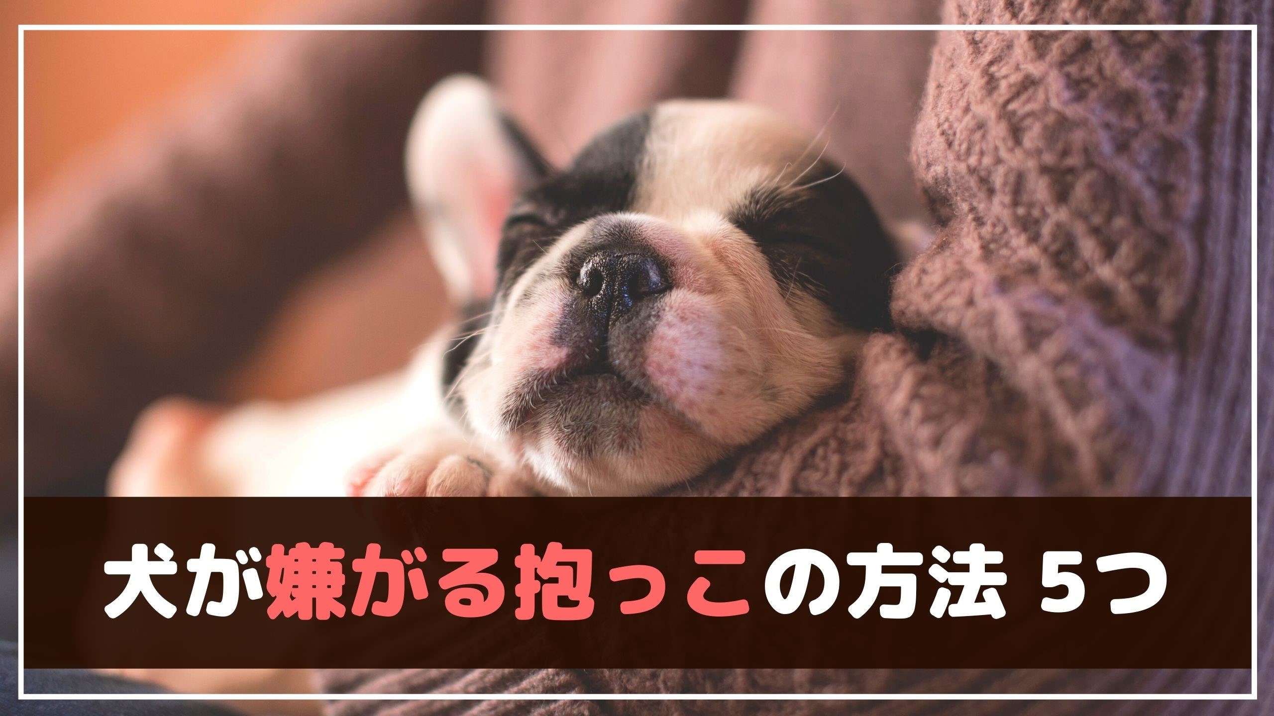 今すぐ止めて やってはいけない犬の抱っこの仕方 動物看護師が解説 愛犬との旅行ならイヌトミィ