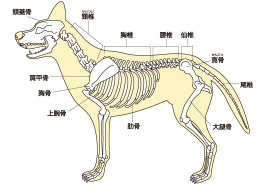 今すぐ止めて やってはいけない犬の抱っこの仕方 動物看護師が解説 愛犬との旅行ならイヌトミィ