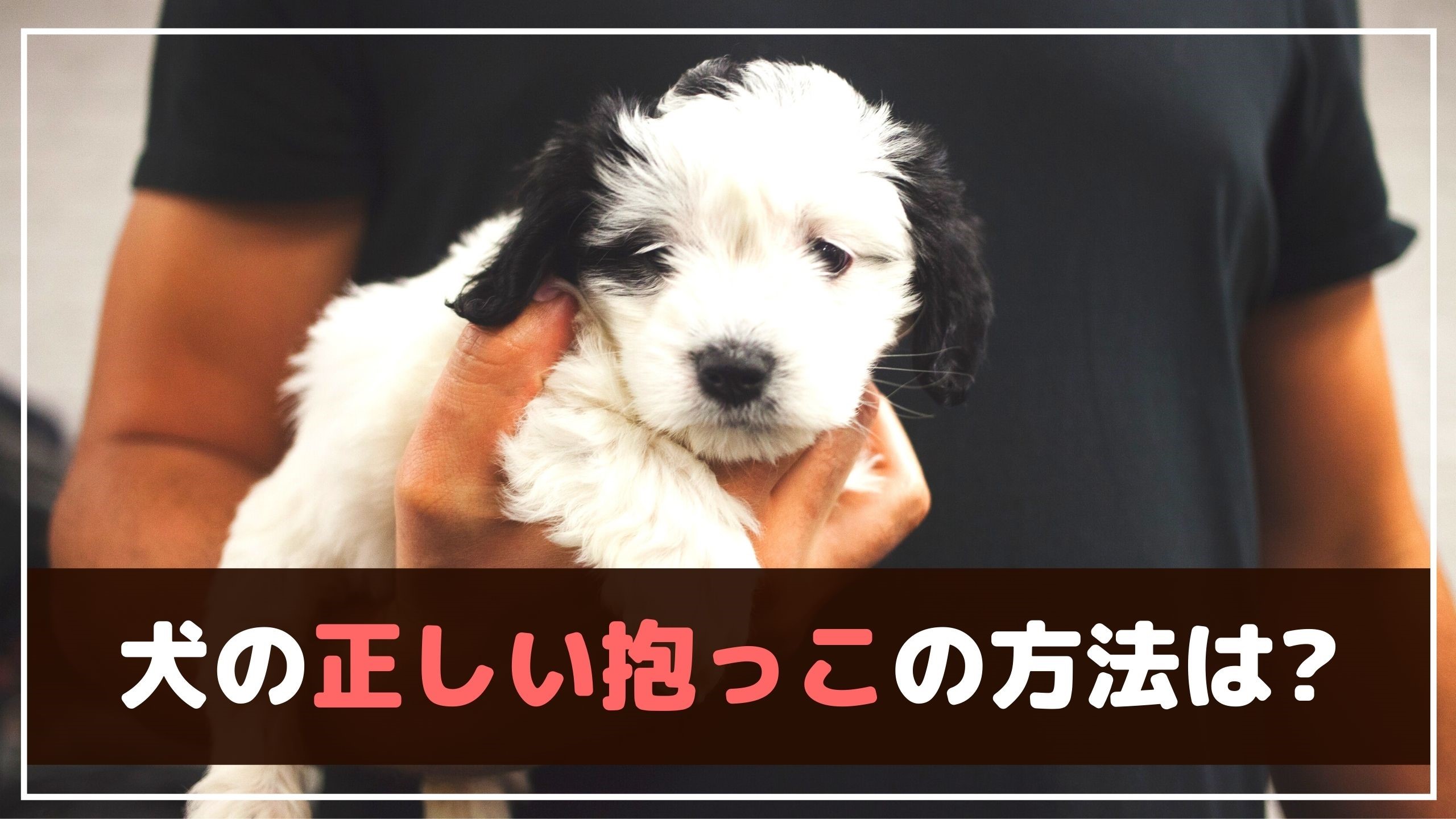 今すぐ止めて やってはいけない犬の抱っこの仕方 動物看護師が解説 愛犬との旅行ならイヌトミィ