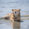 犬と海で泳いだ後のお手入れどうしてる？海水は現地でしっかり流して帰ろう！