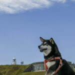 夏に行きたい！愛犬と一緒に楽しめる九州の絶景スポット＆レジャー6選