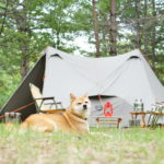 愛犬と一緒にキャンプを楽しもう！夏の暑さ対策に使えるプチプラグッズ