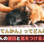 犬の「てんかん発作」ってどんな病気？原因と飼い主さんが気をつけることは？【動物看護師が解説】