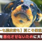 【犬のアトピー・膿皮症予防にも】夏こそ保湿が重要！皮膚病を悪化させないために大事なこと【動物看護師が解説】