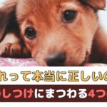 「それって本当に正しいの？！」子犬のしつけにまつわる4つの迷信【動物看護師が解説】