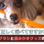 正しく選べてる？犬の歯ブラシと歯みがきグッズの選び方【動物看護師が解説】