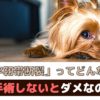 犬の前十字靭帯断裂ってどんな病気？手術しないとダメなの？【動物看護師が解説】