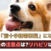 「愛犬が前十字靭帯断裂と診断されたら」手術後に注意することは？リハビリは必要？【動物看護師が解説】