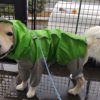 愛犬は本当に雨が嫌い？「雨だからお散歩に行かない」のは誰のためか考えてみよう