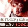 愛犬がシニアになったら見直したい5つのこと【動物看護師が解説】