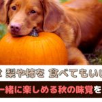 「犬は梨や柿を食べてもいいの？」愛犬と一緒に楽しめる秋の味覚をご紹介【動物看護師が解説】