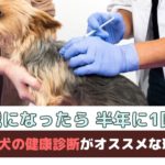 「5歳になったら半年に1回?!」秋こそ犬の健康診断がオススメな理由は？【動物看護師が解説】