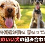 犬同士で相性が良い・悪いってあるの？相性がいい犬の組み合わせは？【動物看護師が解説】