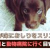 「愛犬が床におしりをスリスリ」これって病気のサイン？原因と動物病院に行く目安は？【動物看護師が解説】