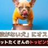 食欲がない犬にオススメ！メリットたくさんのトッピングご飯【動物看護師が解説】