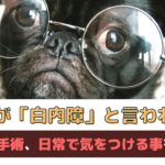 「愛犬が白内障と診断されたら」原因や治療・手術、日常生活で気をつける事について【動物看護師が解説】