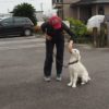 愛犬はあなたにホンネを伝えてくれる？しつけやドッグトレーニングの本来の目的を忘れずに！