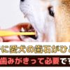 すでに愛犬の歯石がひどい！でも歯みがきって必要ですか？【動物看護師が解説】