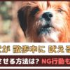 「犬が散歩中に吠える！」止めさせる方法は？NG行動もご紹介【動物看護師が解説】