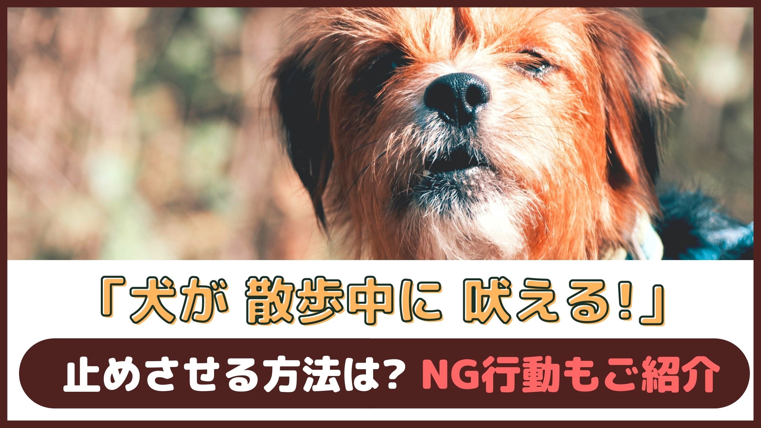 犬が散歩中に吠える 止めさせる方法は Ng行動もご紹介 動物看護師が解説 愛犬との旅行ならイヌトミィ