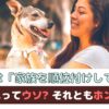 「犬は家族を順位付けしてる」それってウソ？ホント？【動物看護師が解説】