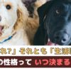 生まれ？それとも生活環境？犬の性格っていつどのようにして決まるの？【動物看護師が解説】