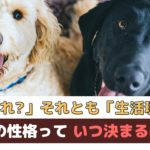 生まれ？それとも生活環境？犬の性格っていつどのようにして決まるの？【動物看護師が解説】