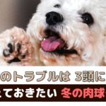 「肉球のトラブルは3頭に1頭！」覚えておきたい冬の肉球ケア【動物看護師が解説】