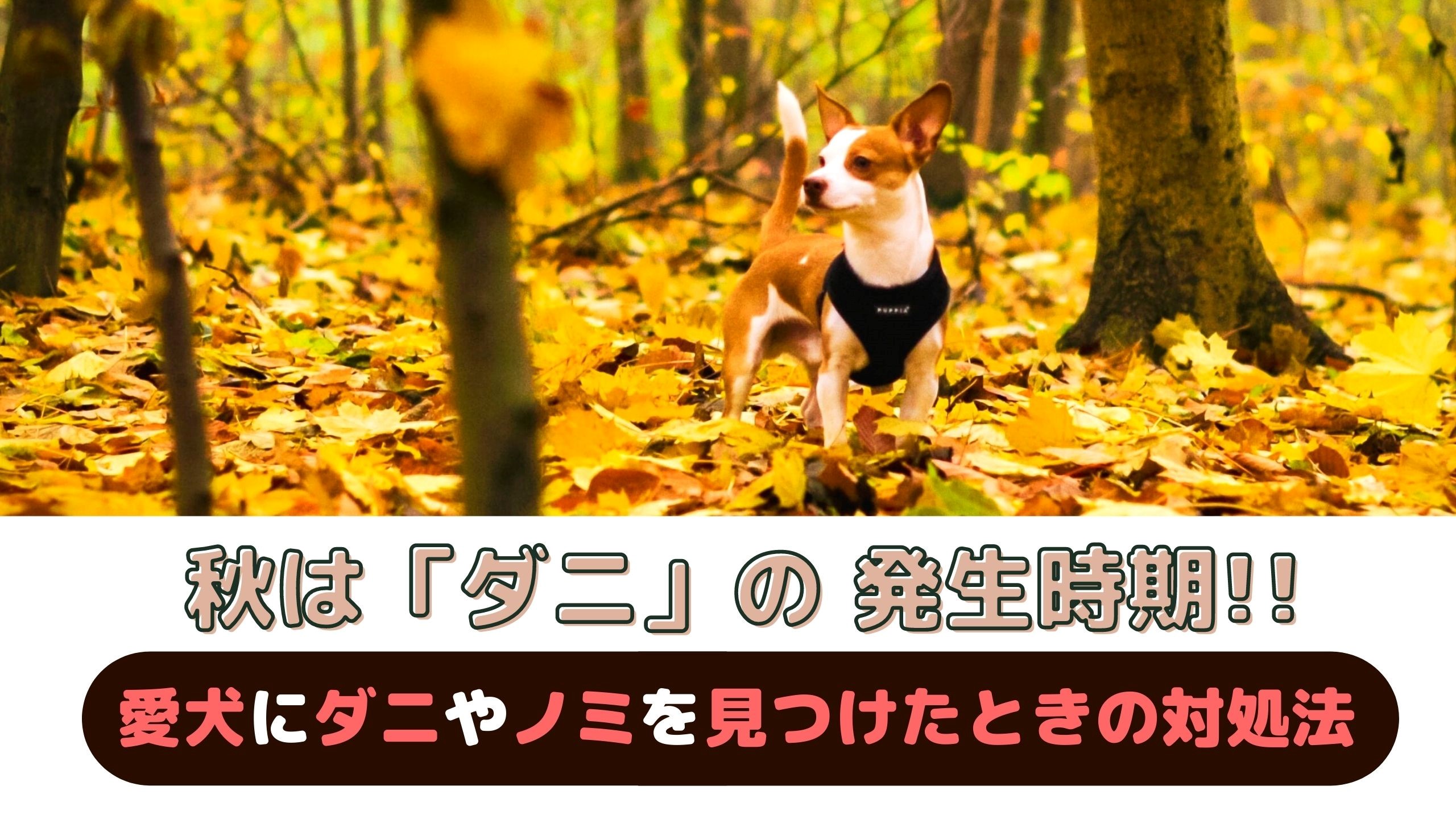 秋はダニの発生時期 愛犬の体にダニやノミを見つけたときの対処法 動物看護師が解説 愛犬との旅行ならイヌトミィ