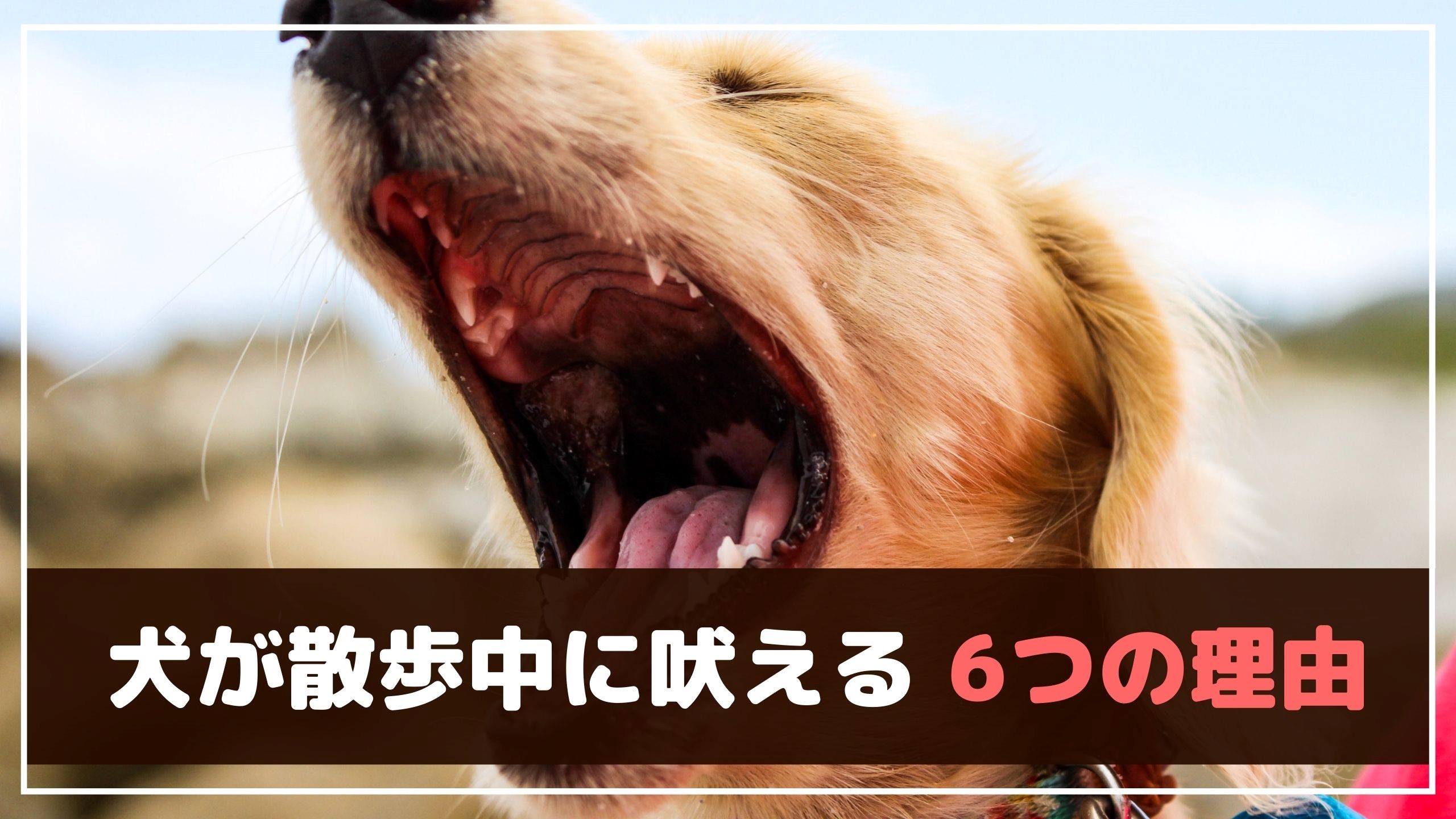 犬が散歩中に吠える 止めさせる方法は Ng行動もご紹介 動物看護師が解説 愛犬との旅行ならイヌトミィ