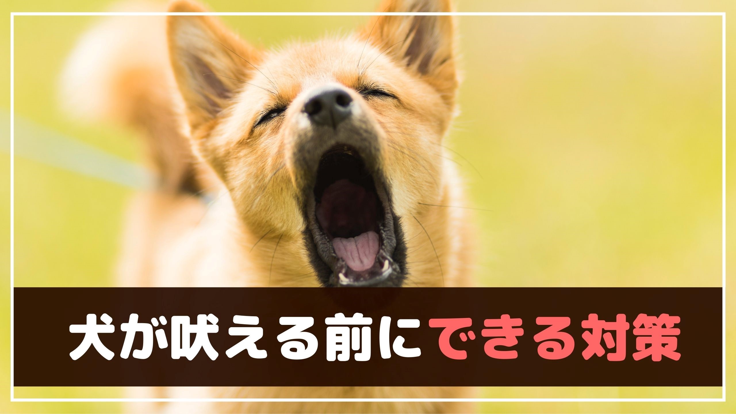 犬が散歩中に吠える 止めさせる方法は Ng行動もご紹介 動物看護師が解説 愛犬との旅行ならイヌトミィ