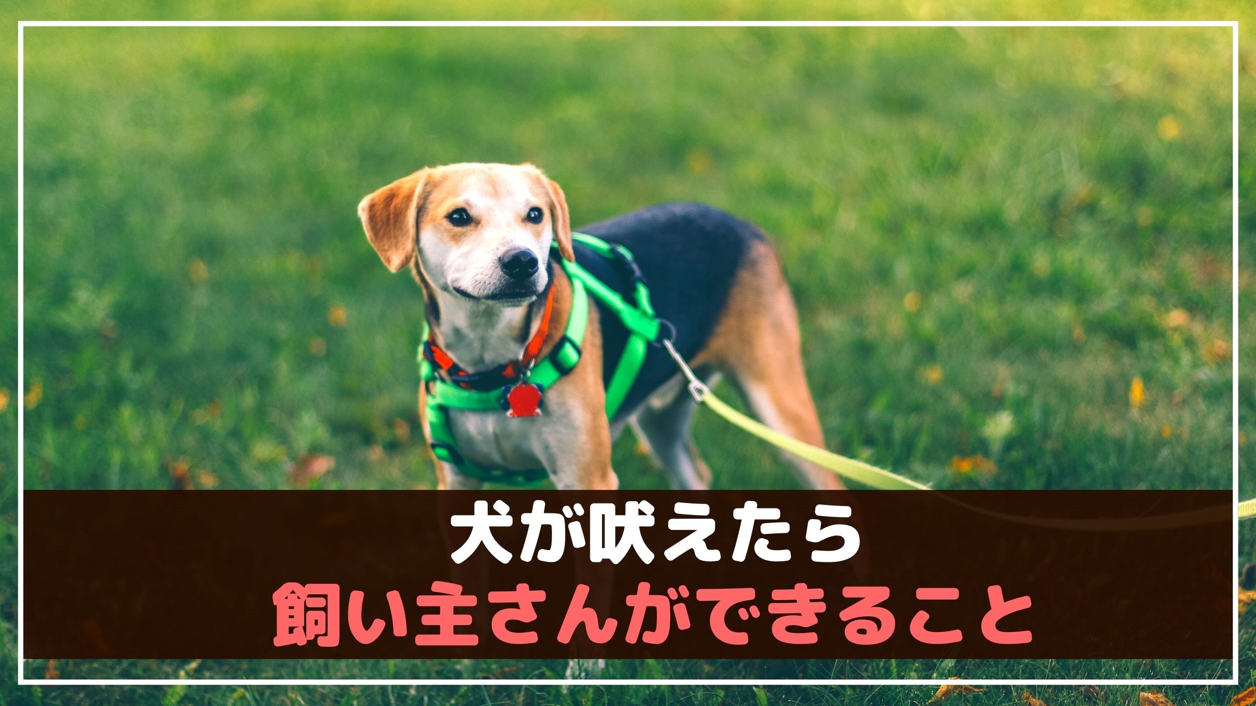 犬が散歩中に吠える 止めさせる方法は Ng行動もご紹介 動物看護師が解説 愛犬との旅行ならイヌトミィ